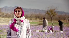 زعفران ایرانی بازرگانی خشکبار ایرن