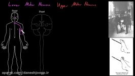 Upper motor neurons  Organ Systems  MCAT  Khan Academy