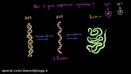 Jacob Monod lac operon  Biomolecules  MCAT  Khan Academy