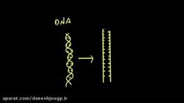 Semi conservative replication  Biomolecules  MCAT  Khan Academy