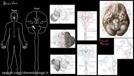 Brainstem  Organ Systems  MCAT  Khan Academy