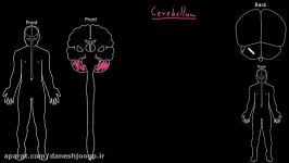 Cerebellum  Organ Systems  MCAT  Khan Academy