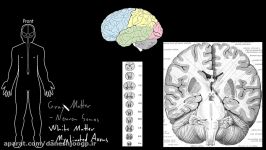 Gray and white matter  Organ Systems  MCAT  Khan Academy