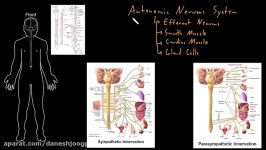 Autonomic nervous system  Organ Systems  MCAT  Khan Academy