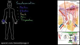 Peripheral somatosensation  Organ Systems  MCAT  Khan Academy