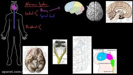 Structure of the nervous system  Organ Systems  MCAT  Khan Academy