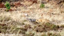 شکار گورخر توسط شیر هجوم نبرد شیرهای دیگر