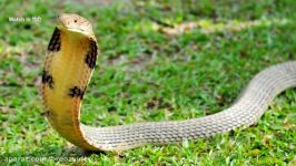 King Cobra दुनिया का सबसे खतरनाक सांप