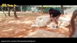 بزرگترین شیر سفید بزرگترین ببر جهان  فیلم