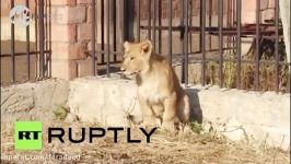 در کمال ناباوری شیرماده نقش سگ گله را بازی میکند