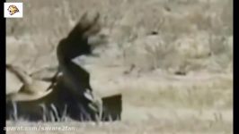 شکار عجیب تماشایی روباه توسط عقاب تیزبین بزرگ