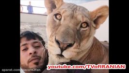 زندگی جوان ثروتمند اماراتی شیر پلنگ دیگر حیوانات وحشی در خانه