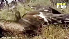 شکار عجیب تماشایی مار سمی مهلک توسط عقاب تیزبین چالاک