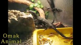 شکار ماهی توسط Black tree Monitor