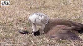 Cách đại bàng săn mồi to gấp nhiều lần cơ thể bái phục  Eagle vs Fox