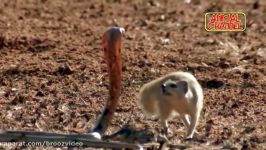 Incredible Bird Attacks Snake and Squirrel vs Snake Attack Mongoose vs Cobra Snake Compilation