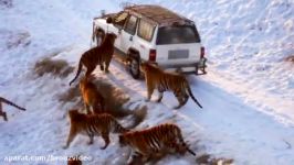 Wild Animal ATTACKING Car  Elephant Lion Goat ... attack car Compilation