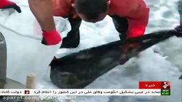 Iran Golestan province Shrimp farming pool استخر پرورش میگو استان گلستان ایران