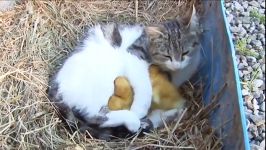 ویدئویی فوق العاده همزیستی محبت گربه به جوجه اردکها