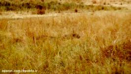 شکار بزکوهی توسط یوزپلنگ آفریقایی