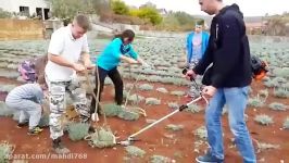 ویدئو آموزشی در مورد گیاه دارویی برداشت اسطوخودوس