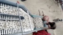 garlic sorting machine onion sorting machine