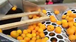 orange cleaning and grading citrus sorting  tinathoyu.com