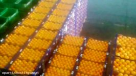 Citrus Fruits Sorting and Packing