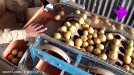 Sorting tomatoes by size