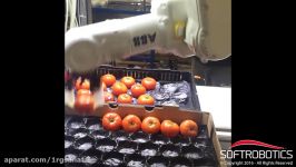 Soft Robotics  Tomato Size SortingPacking