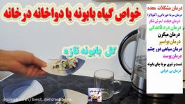 خواص گیاه بابونه یا دواخانه درخانه