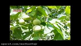 اشتغالزایی در دور افتاده ترین روستاهای محروم گیلان غرب