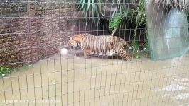 What makes tigers happy