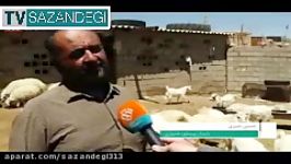 ریشه کنی کنه هاکریمه کنگوتوسط جهادگران درشهرستان خاتم