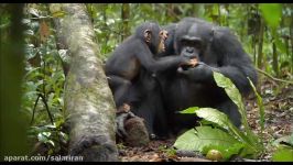 تریلر مستند داستانی شامپانزه 2012 Chimpanzee