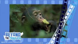 مروری بر مستند شامپانزه 2012 Chimpanzee