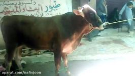 ذبح سربریدن گاو در عید قربان 2017