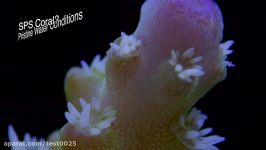 Large Polyp Stony LPS vs Small Polyp Stony SPS Corals