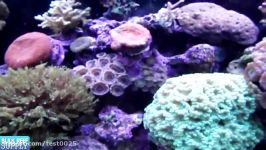 Selecting Corals for Your Reef Tank  EP 3 Fish and Corals