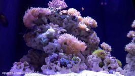 Marineland 37g Cube Reef Fish Coral