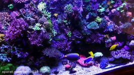 full tour of stunning large SPS reef tank