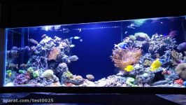 REEF TANK ADDICTION  PILOT  Season 1 Episode 1