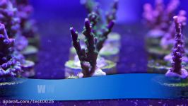 Beginner SPS with Mr Saltwater Tank HD 720p