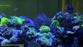 400G SALTWATER AQUARIUM 1514.16 LITROS ACUARIO MARINO CORAL LARGE REEF TANK UPDATE PART 2