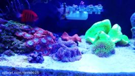 Extreme reef tank