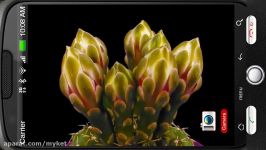 Blooming Flower Cactus Bud Deluxe 3D Personalization for Android PiedLove