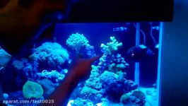 75 Gal reef tank November update