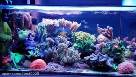 MikeC Soft Coral Reef Tank