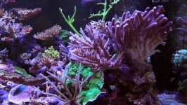 Taking a look at Ricos Reef Tank  300 gallon SPS Dominated Reef