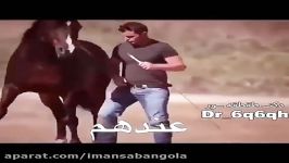 تفاوت تربیت اسب توسط مربی اروپایی مربی عرب.